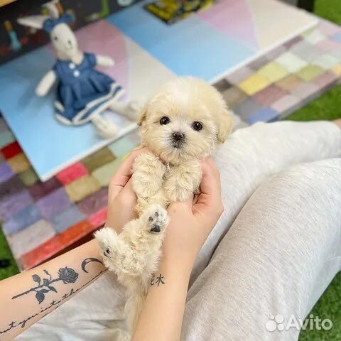 Мальтипу f1 тикап маленький малыш мальчик