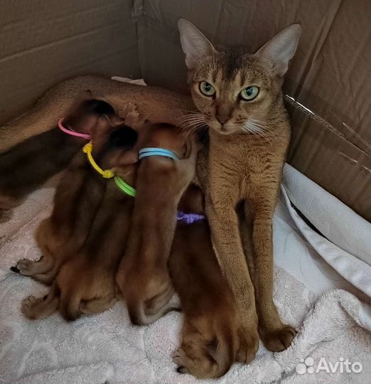 Абиссинские котята