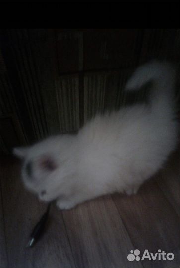 Отдам в хорошие руки