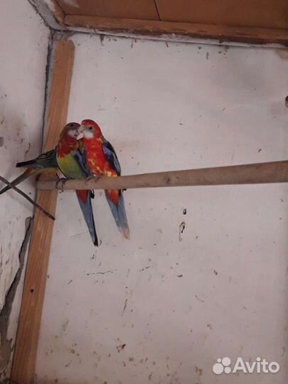 Розелла красная