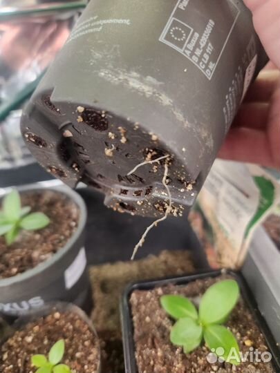 Эустома рассада. Ирландская роза 4шт