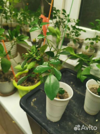 Мурайя Подарок к праздникам