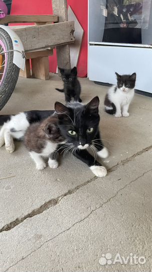 Котята в добрые руки бесплатно