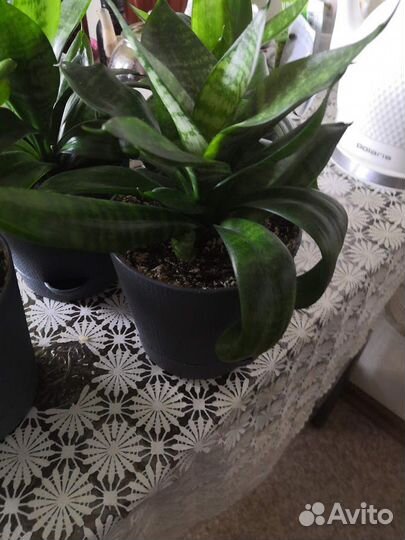 Купить домашние цветы