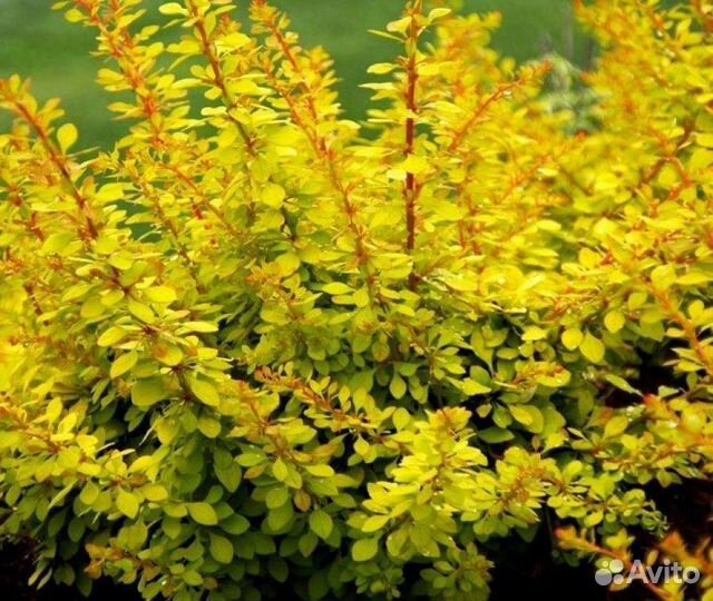 Голден горизонт