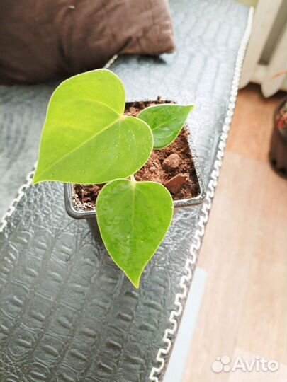 Антуриум красный