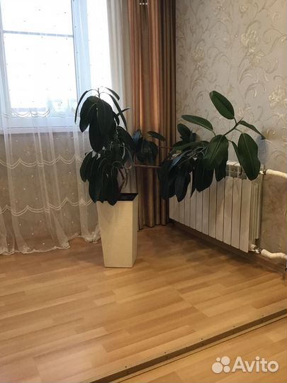 Фикус каучуковый