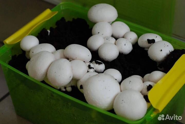 Мицелий шампиньонов