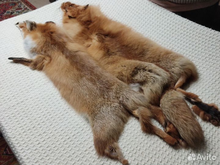 Шкурки красной лисы и шкурка енота