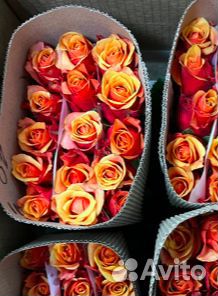 Цветы розы оптом