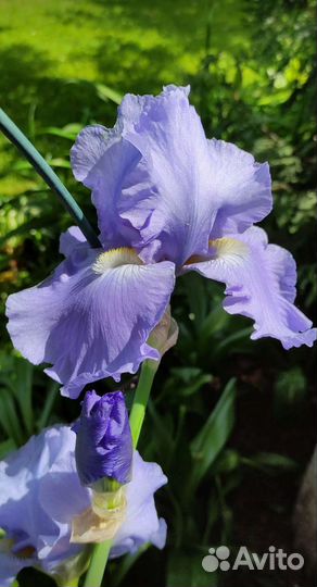 Ирис голубой