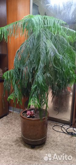 Комнатные растения цветы большие