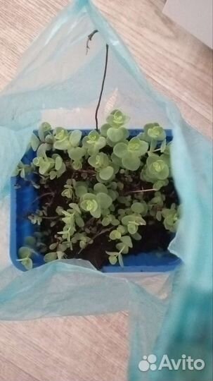 Садовые цветы