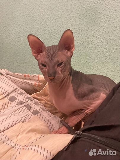 Канадский сфинкс