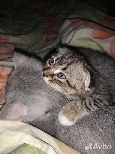 Шотладские котята