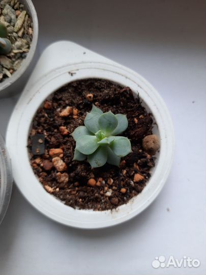 Суккуленты укоренненые