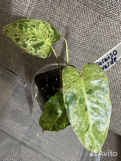 Филодендрон Парадизо Верде/Paraiso verde