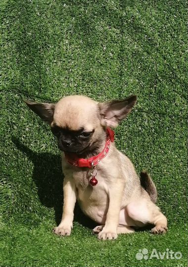 Мини девочка и мальчик