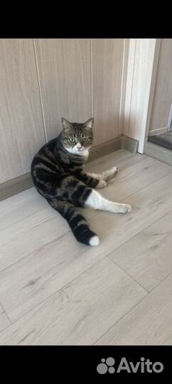 Дворянская