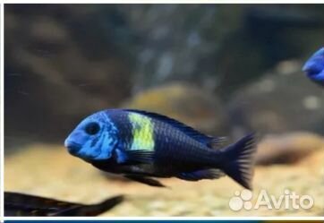 Трофеус Звездчатый (Дюбуа, или Дубоиси)