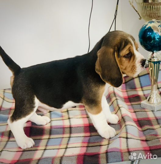 Щенки Бигля