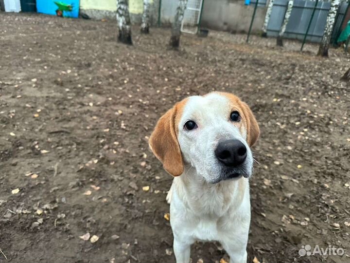 Добрейшая гончая из приюта верит в чудо