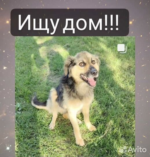 Собака в добрые руки