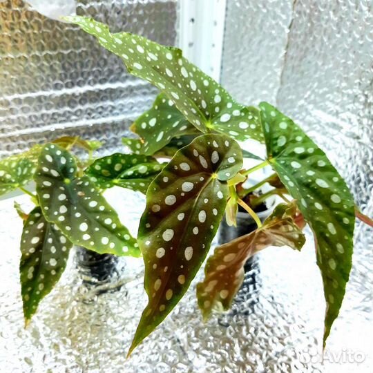 Кейн бегонии, тростниковые бегонии