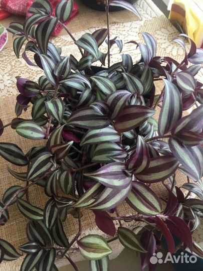 Домашние растения