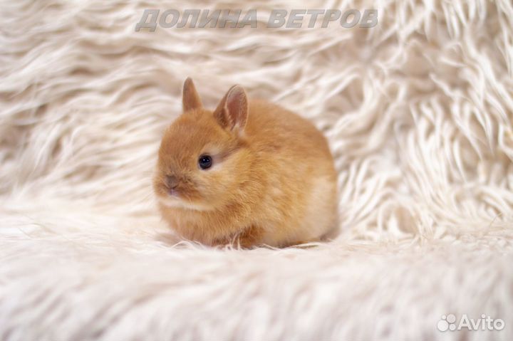 Мальчик минор карликовый кролик, желтый оттер