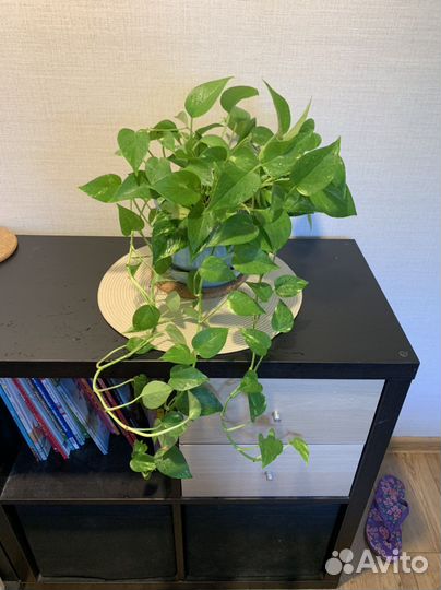 Отдам бесплатно растения