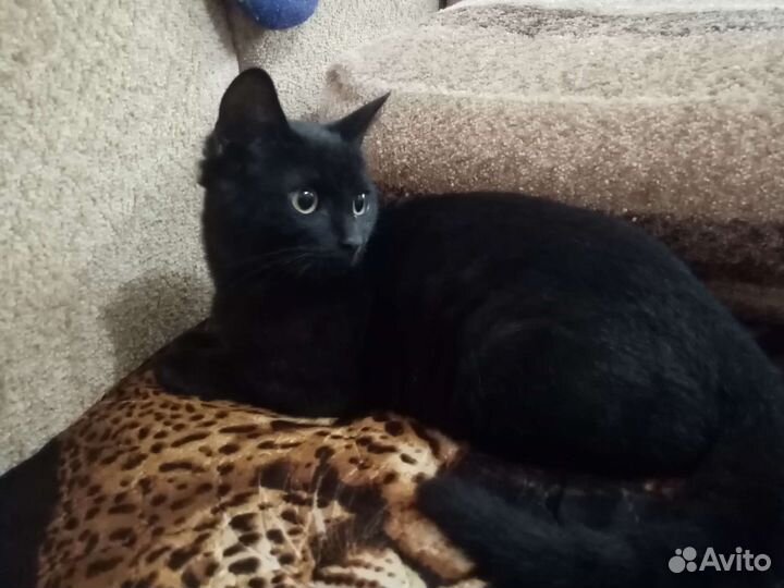 Котята в добрые руки бесплатно