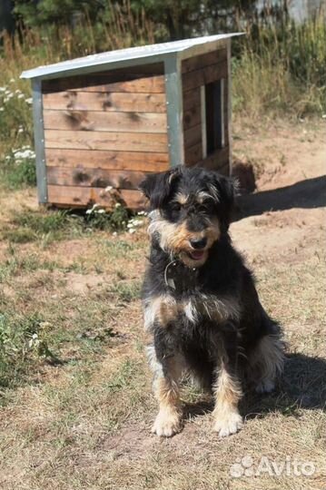 Метис миттельшнауцера в добрые руки