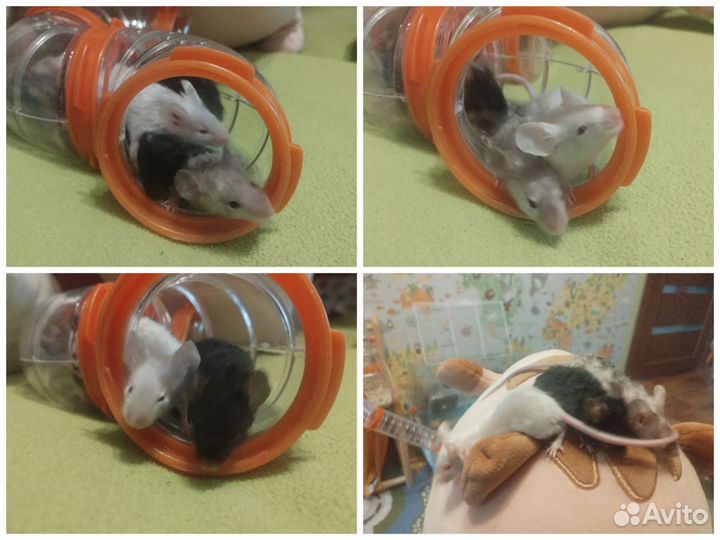 Сатиновые, тексель (декоративные)мыши. Не крысы