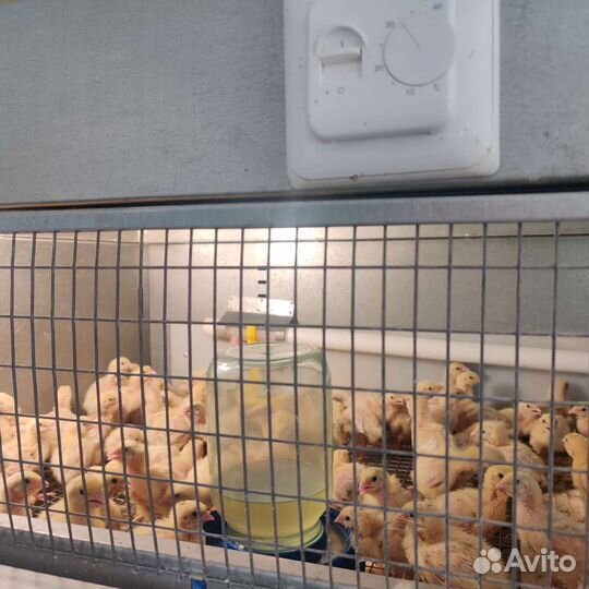 Мясо домашней птицы