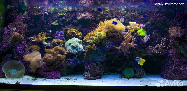 Обслуживание, запуск аквариумов