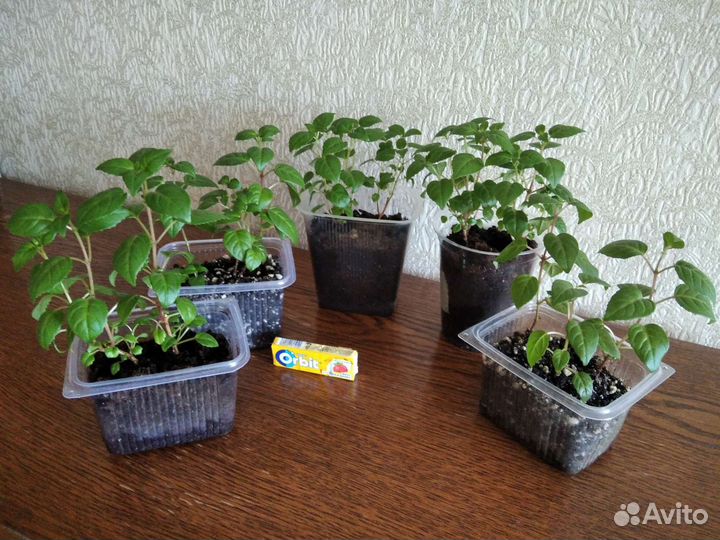 Фуксия, комнатное растение