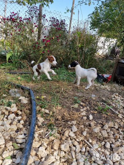 Фокстерьер