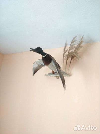 Селезень кряквы