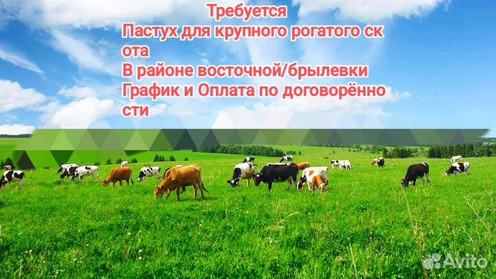 Пастух/Подработка/Работа