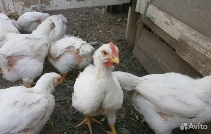 Цыплята бройлерные