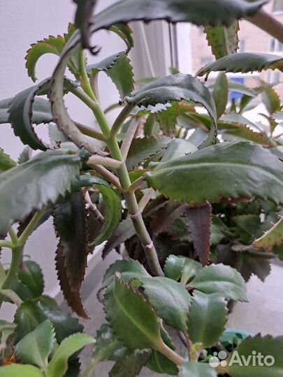 Каланхоэ лечебное