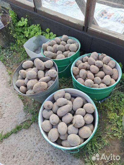 Продам картофель семенной