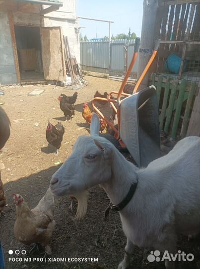 Козы породистые,Козлы,Козлята