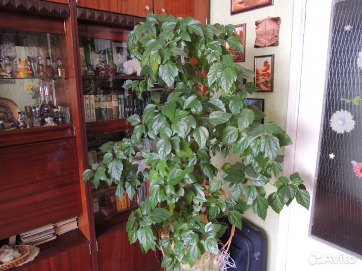 Китайская роза