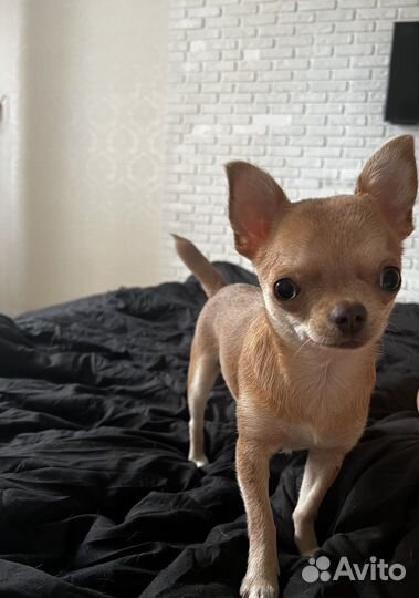 Передержка домашних животных