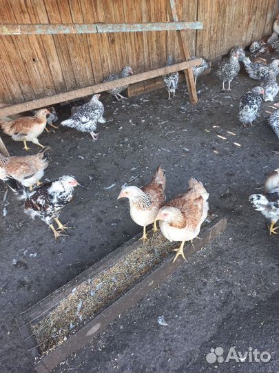 Загорская лососевая