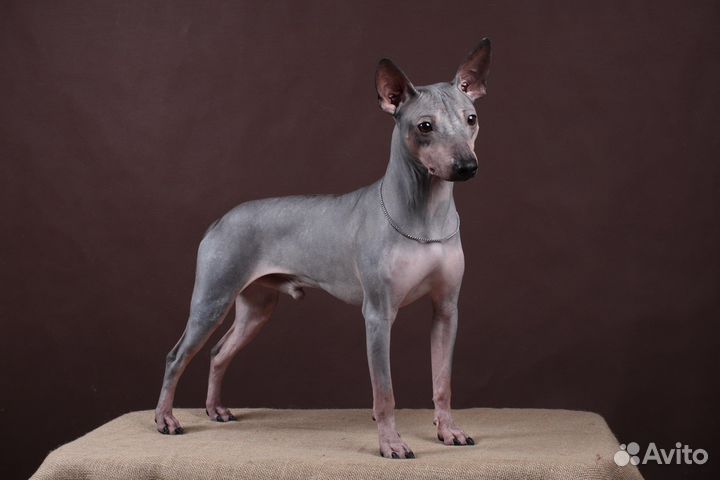 Агт американский голый терьер для вязок