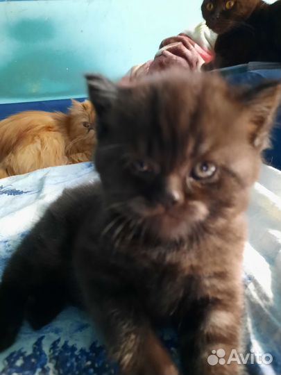 Продам котят