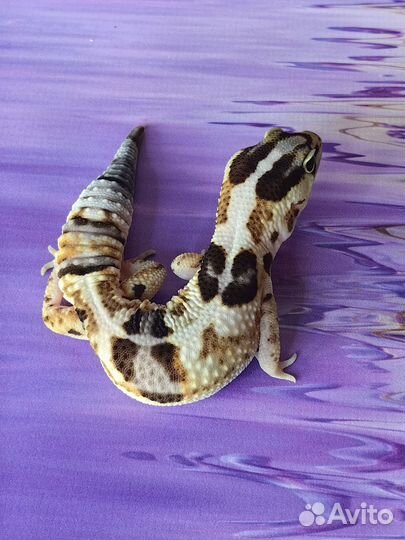 Гемитеконикс малышка